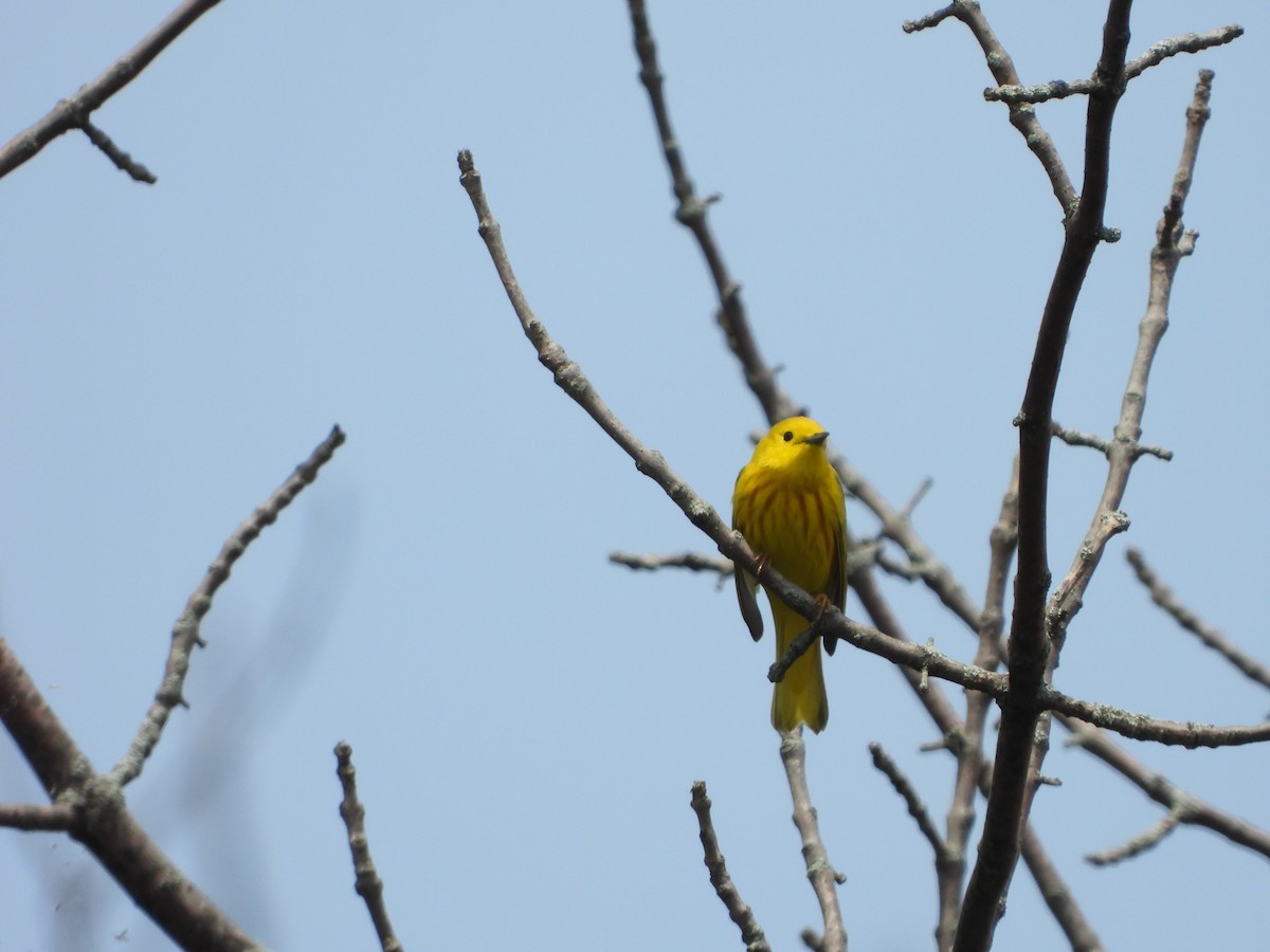 Yellow Warbler - ML620304019