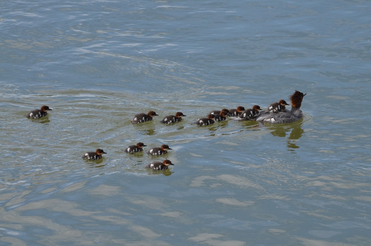 Common Merganser - ML620304022