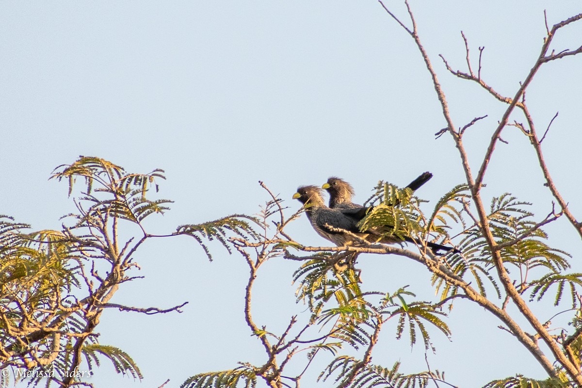 Western Plantain-eater - ML620304025