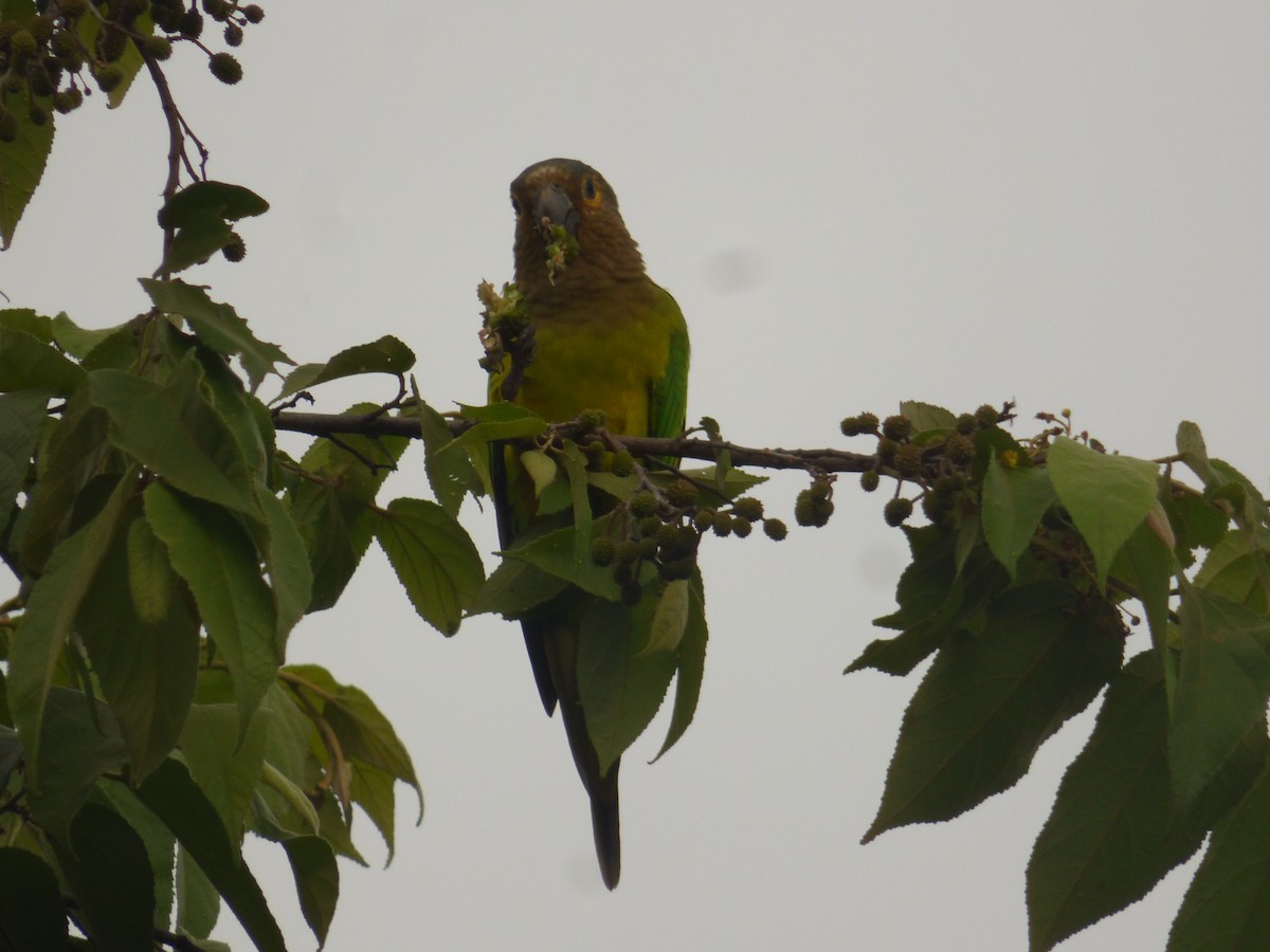 Brown-throated Parakeet - ML620304029