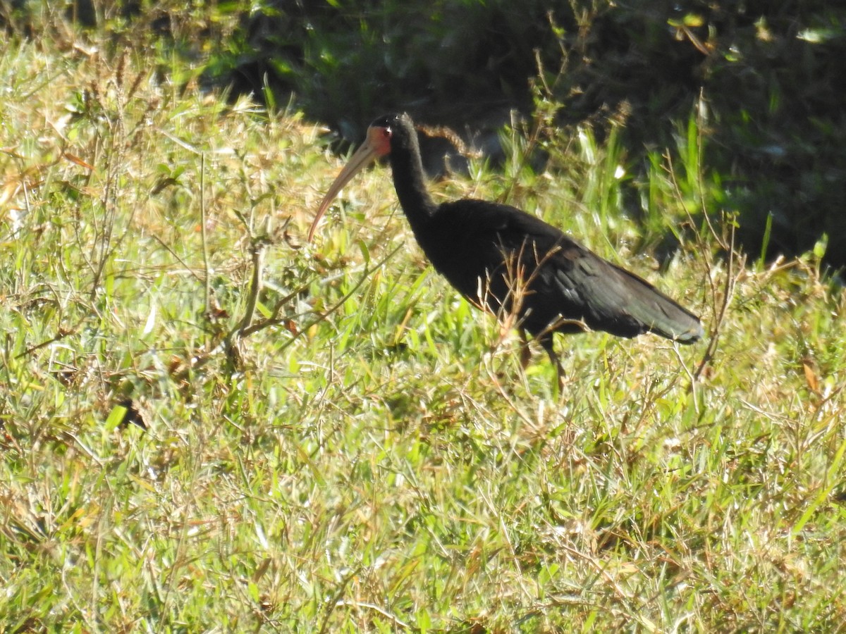 Bare-faced Ibis - ML620304031