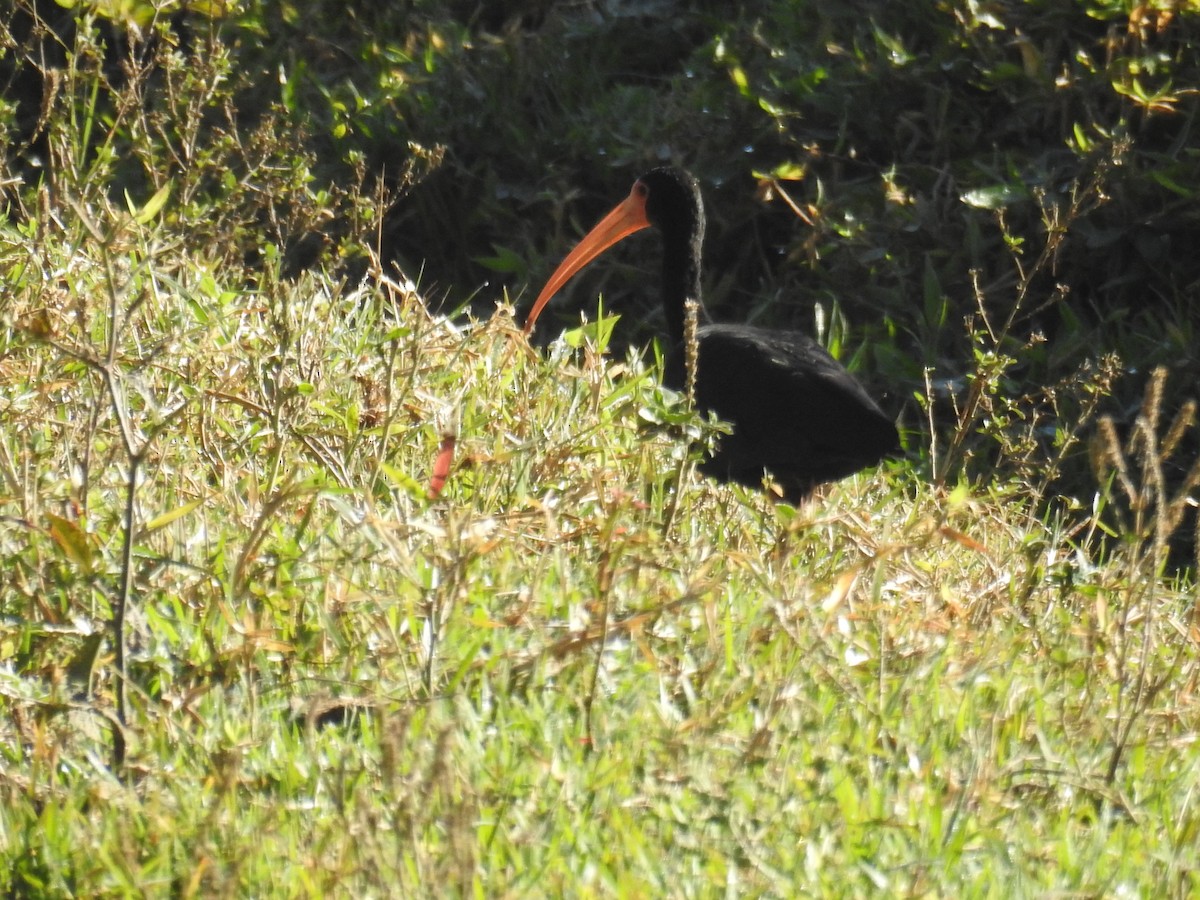 ibis tmavý - ML620304032