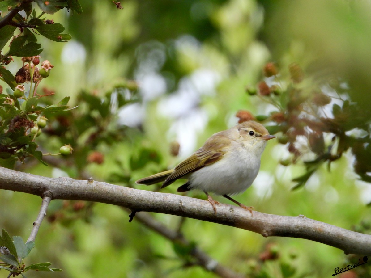 Western Bonelli's Warbler - ML620304040