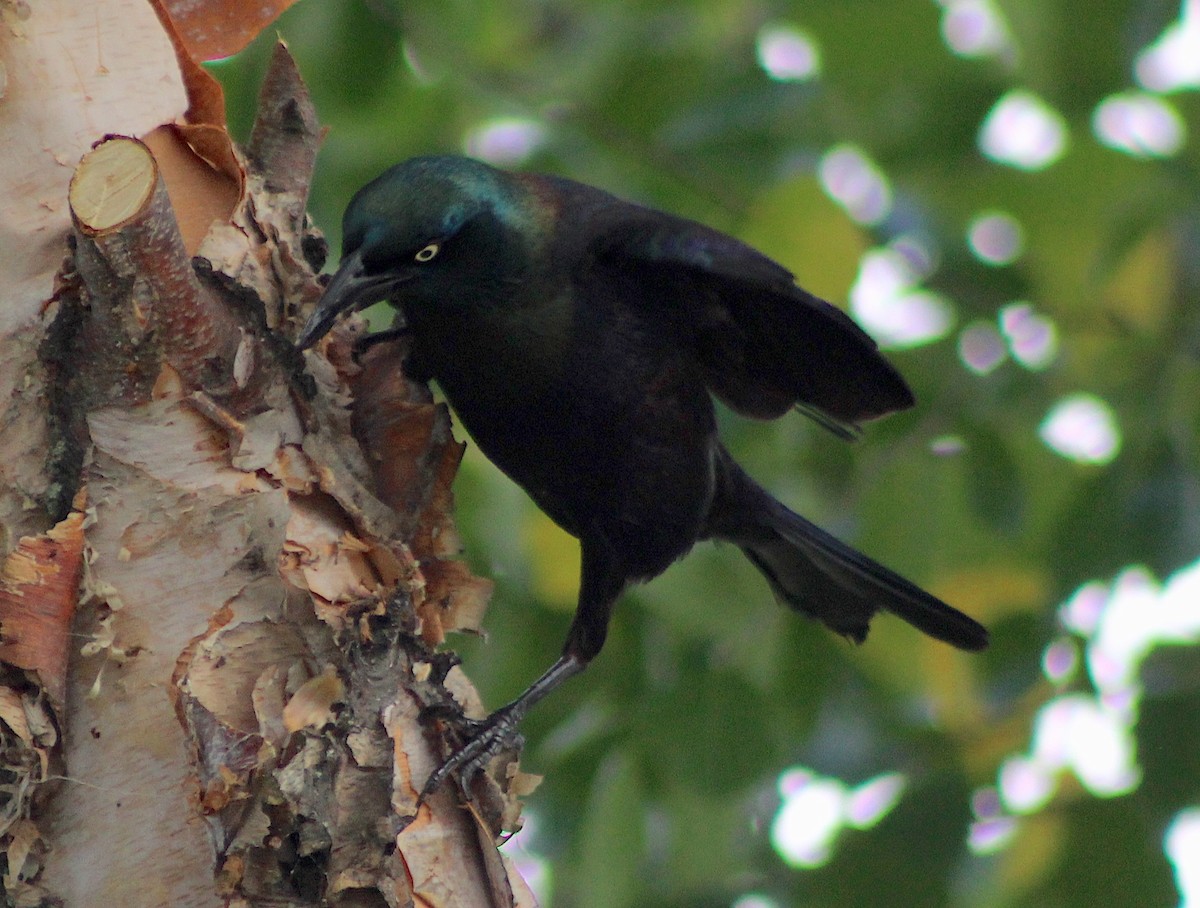 Common Grackle - ML620304050