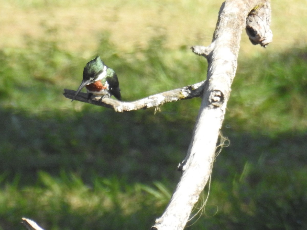 Green Kingfisher - ML620304061