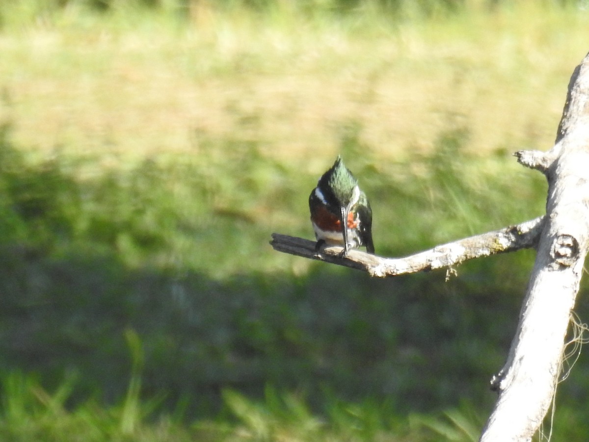 Green Kingfisher - ML620304062