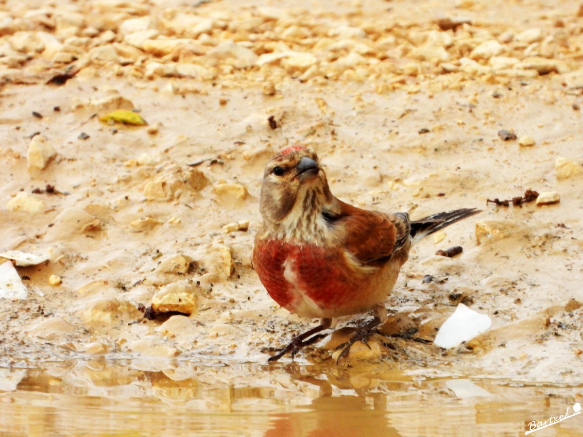 Eurasian Linnet - ML620304065