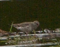 White-rumped Sandpiper - ML620304072