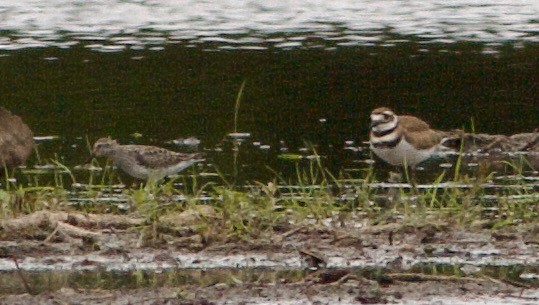 White-rumped Sandpiper - ML620304074