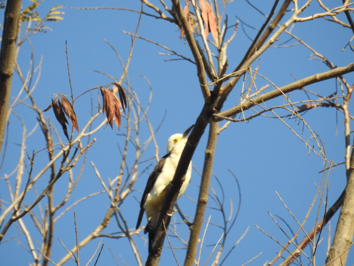 White Woodpecker - ML620304086