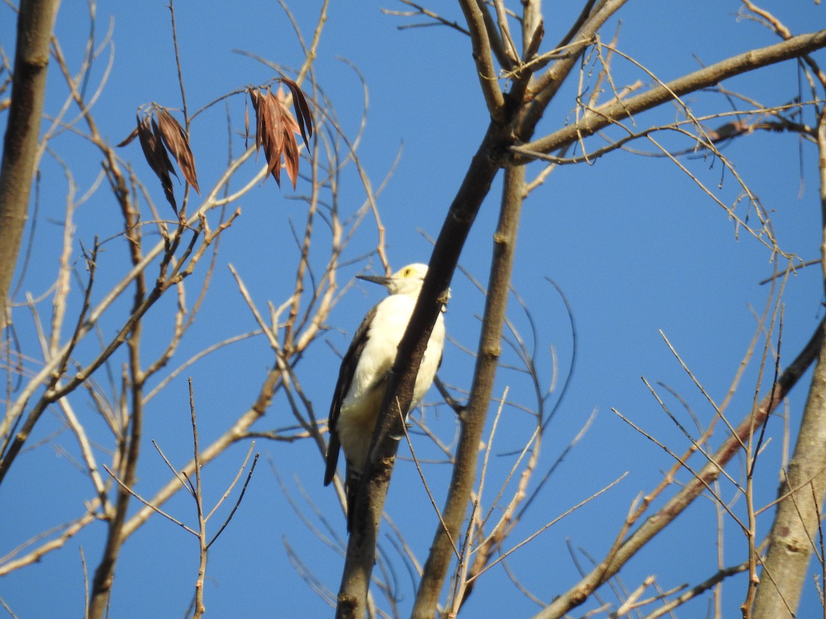 White Woodpecker - ML620304087