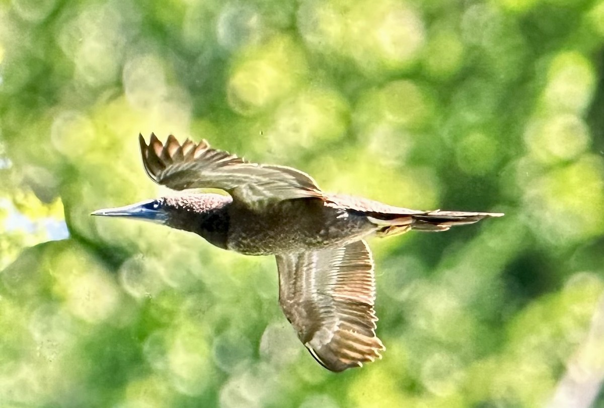 Brown Booby - ML620304093