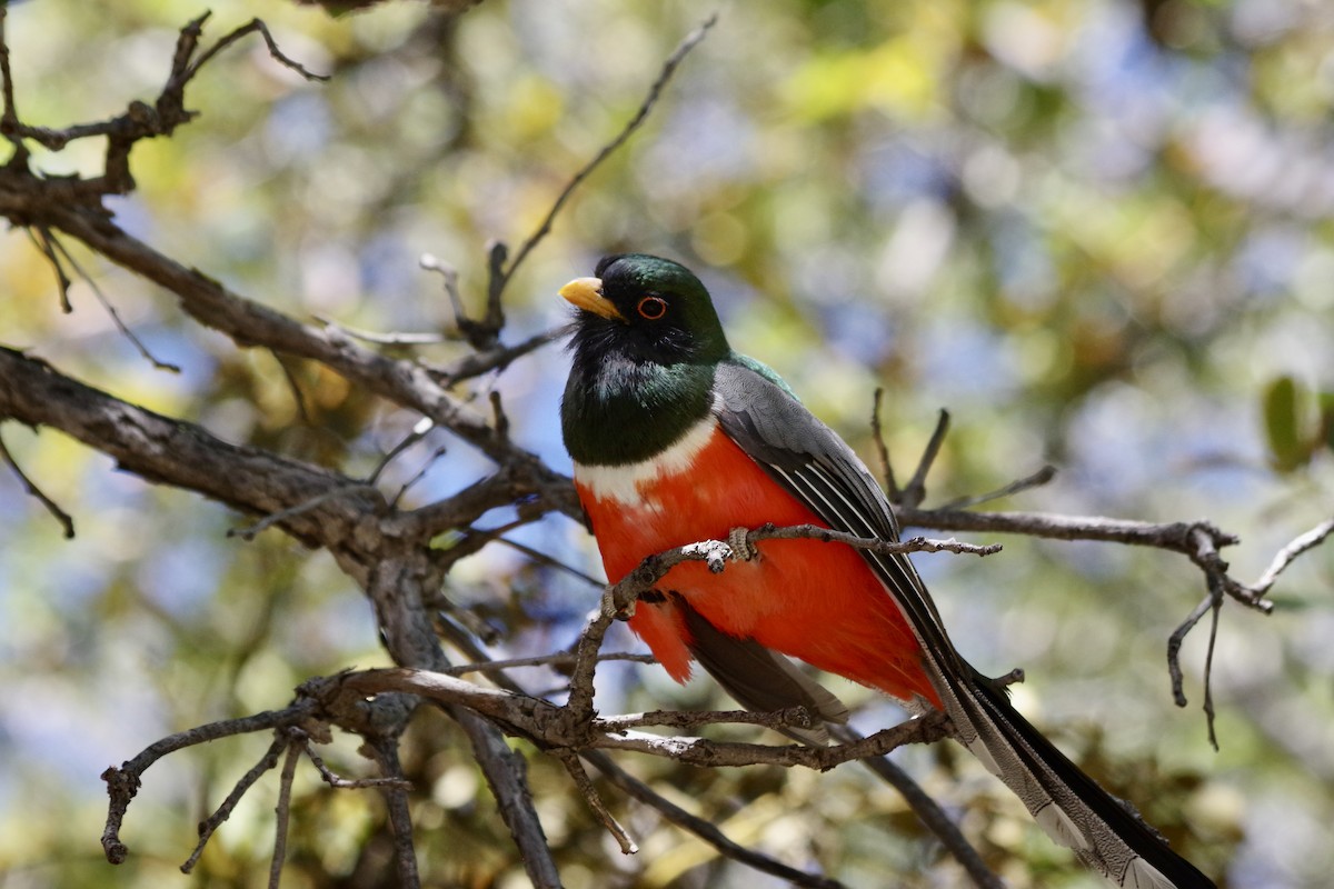 Elegant Trogon (Coppery-tailed) - ML620304100