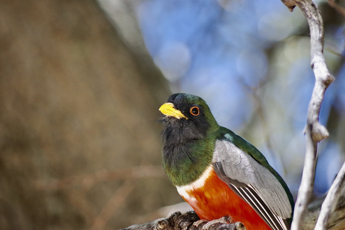 Elegant Trogon (Coppery-tailed) - ML620304107