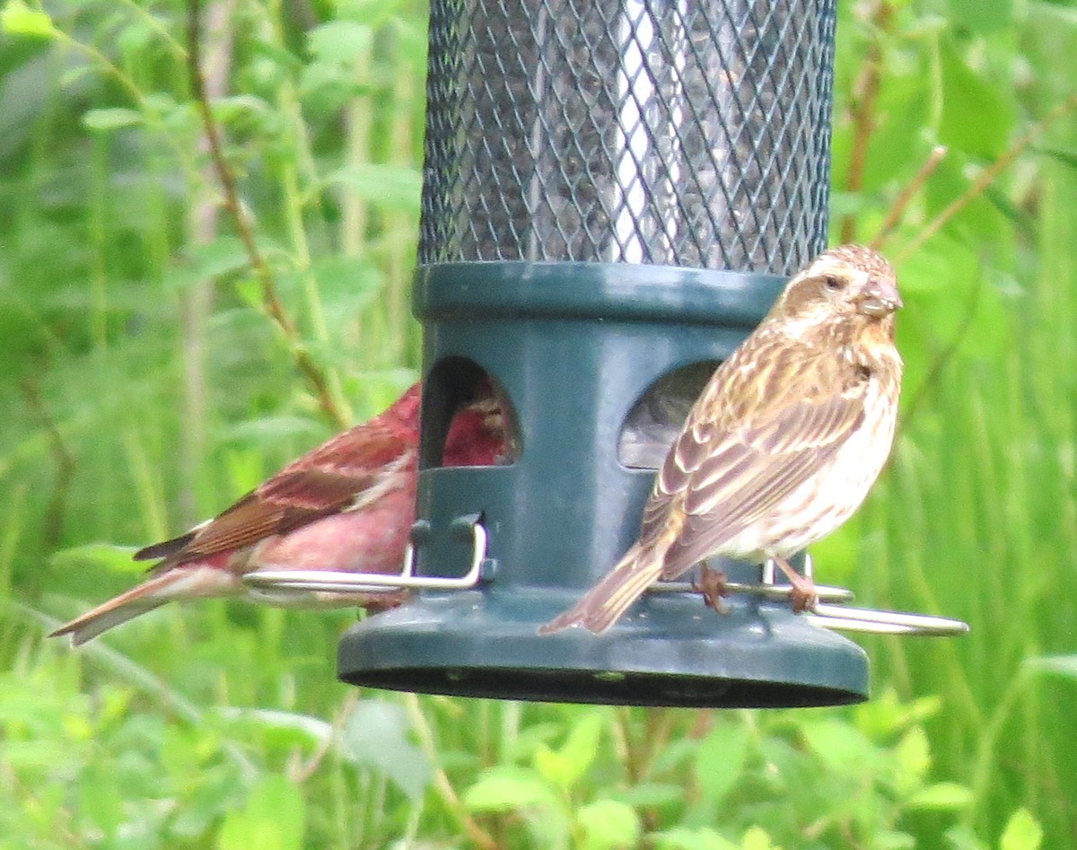 Purple Finch - ML620304109