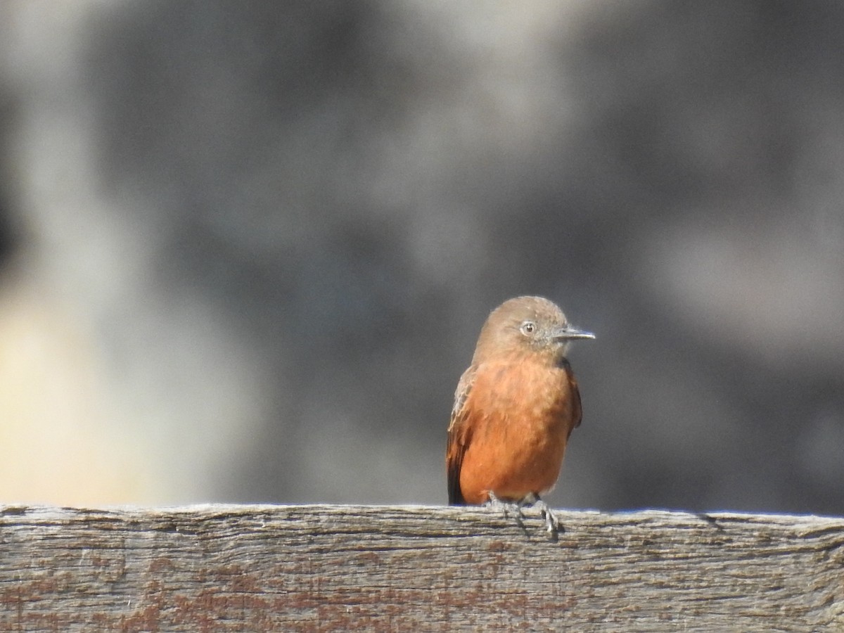 Cliff Flycatcher - ML620304114