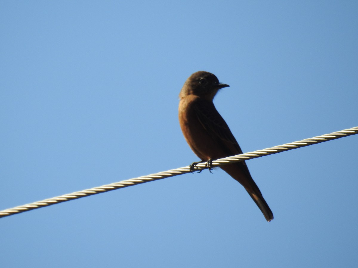 Cliff Flycatcher - ML620304117