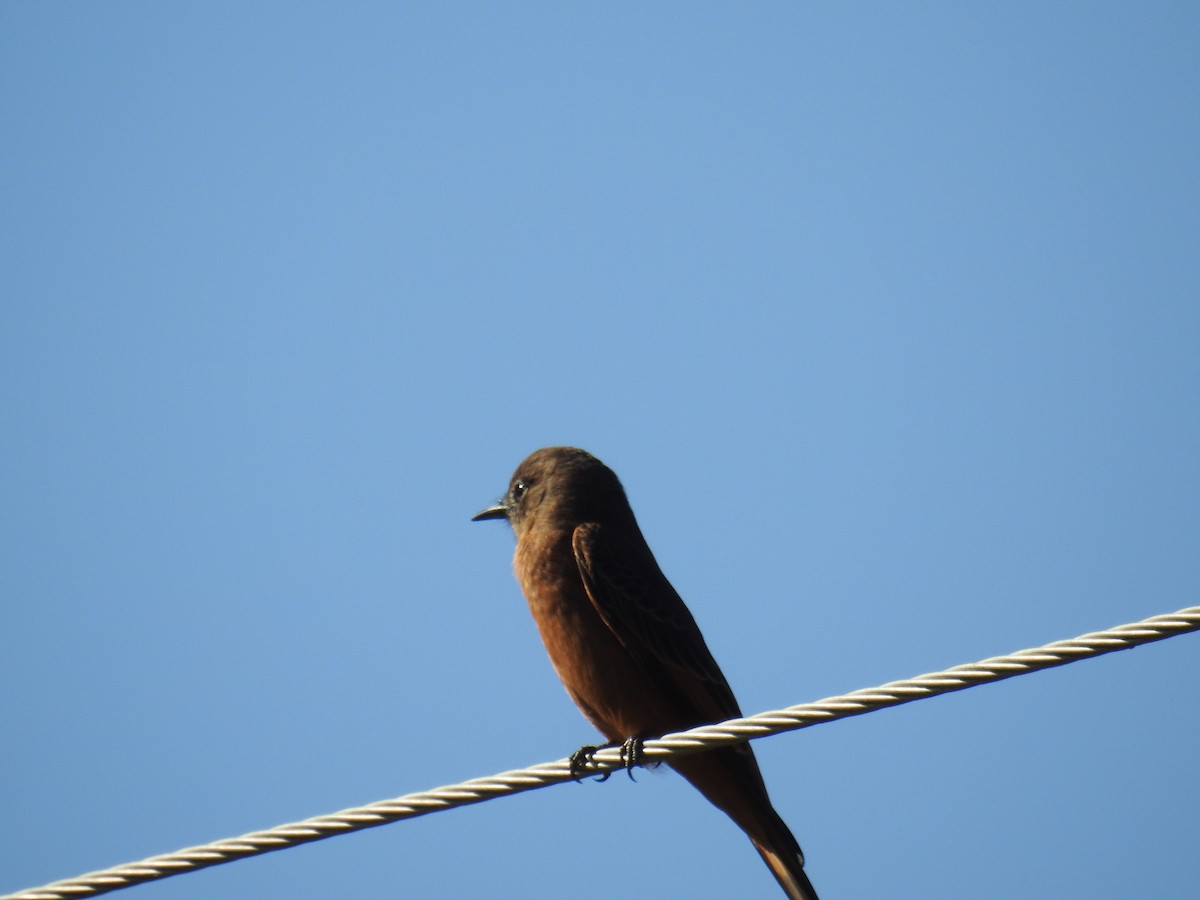 Cliff Flycatcher - ML620304118