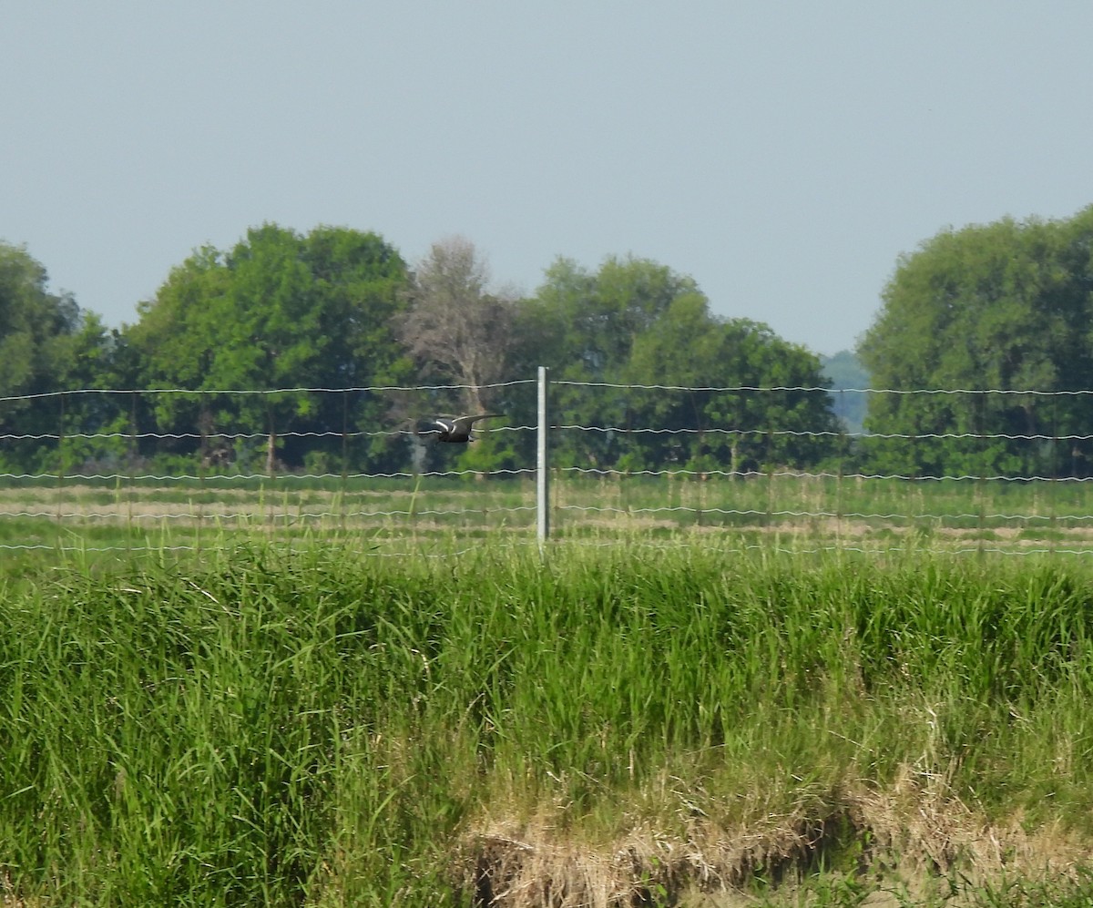 Black Tern - ML620304129