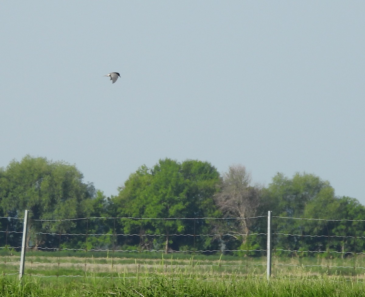 Black Tern - ML620304130