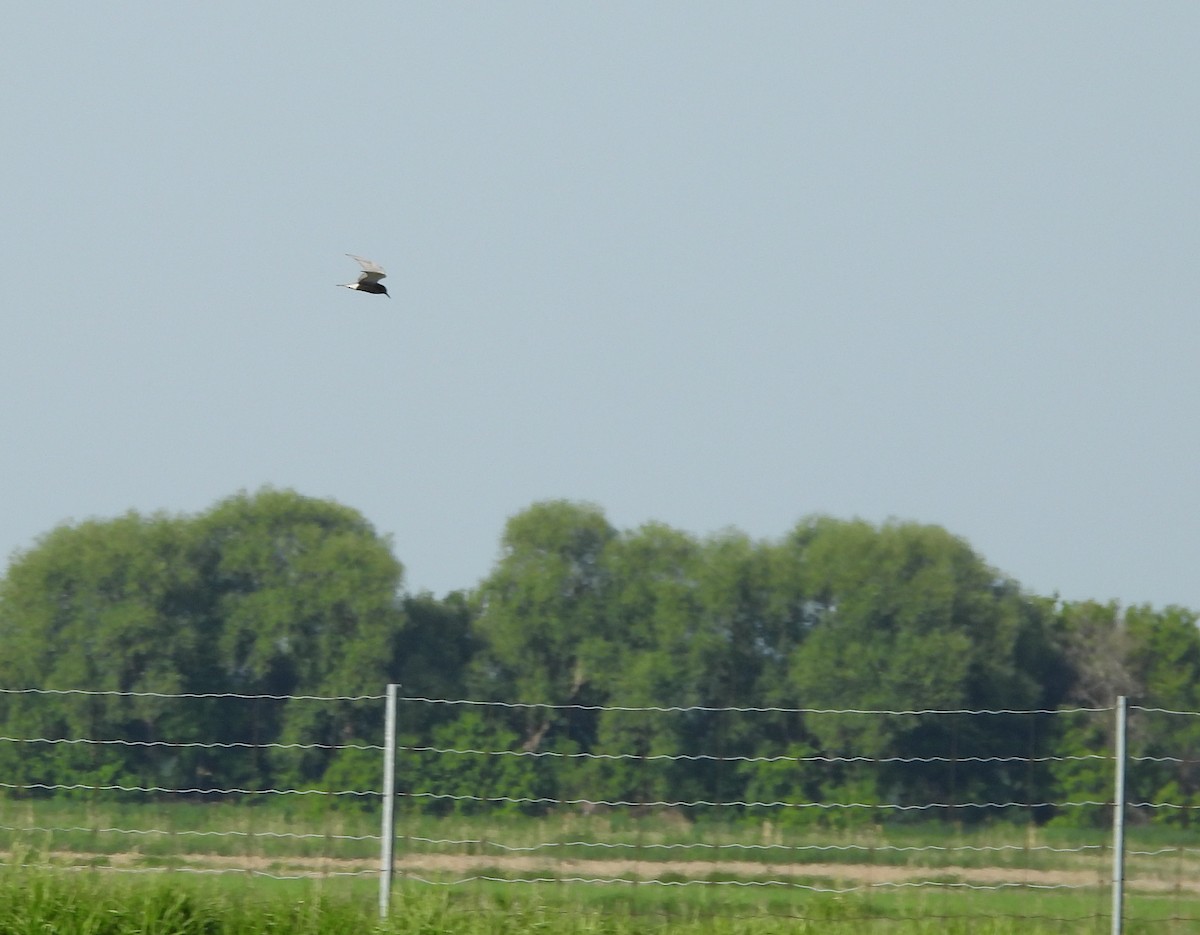 Black Tern - ML620304131