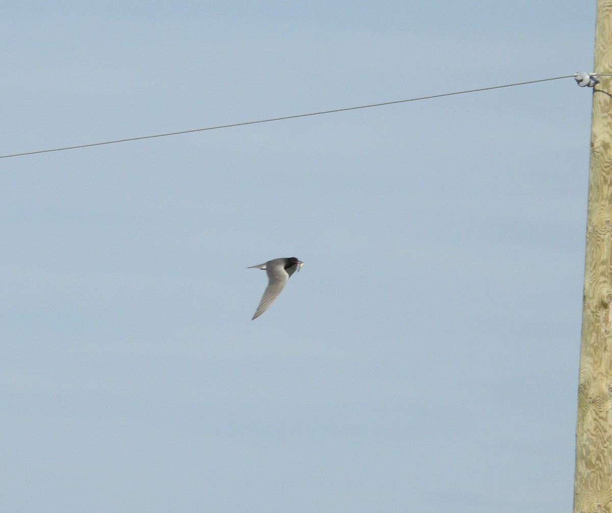 Black Tern - ML620304135