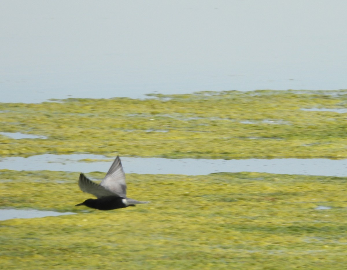 Black Tern - ML620304137