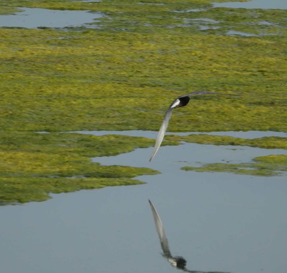 Black Tern - ML620304138