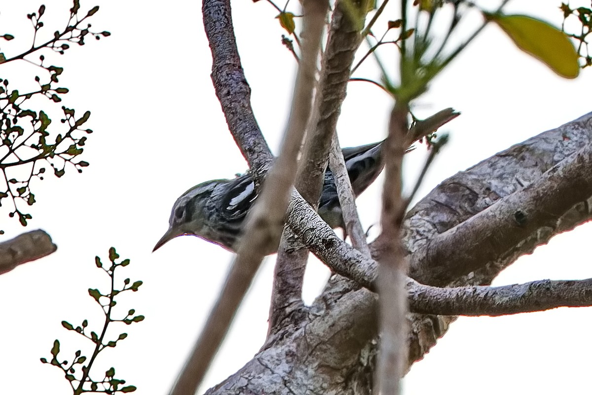 Black-and-white Warbler - ML620304139