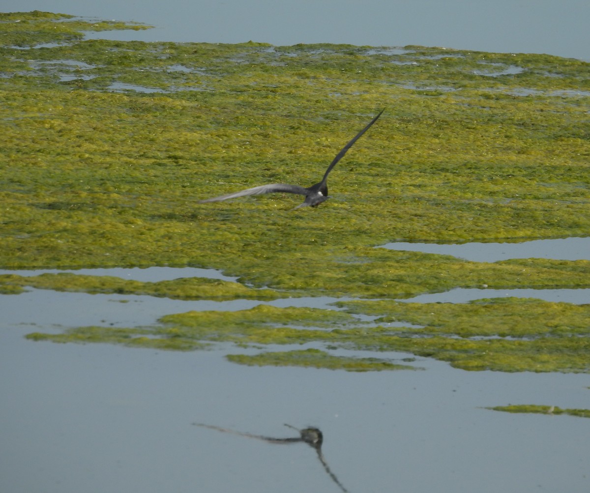 Black Tern - ML620304145