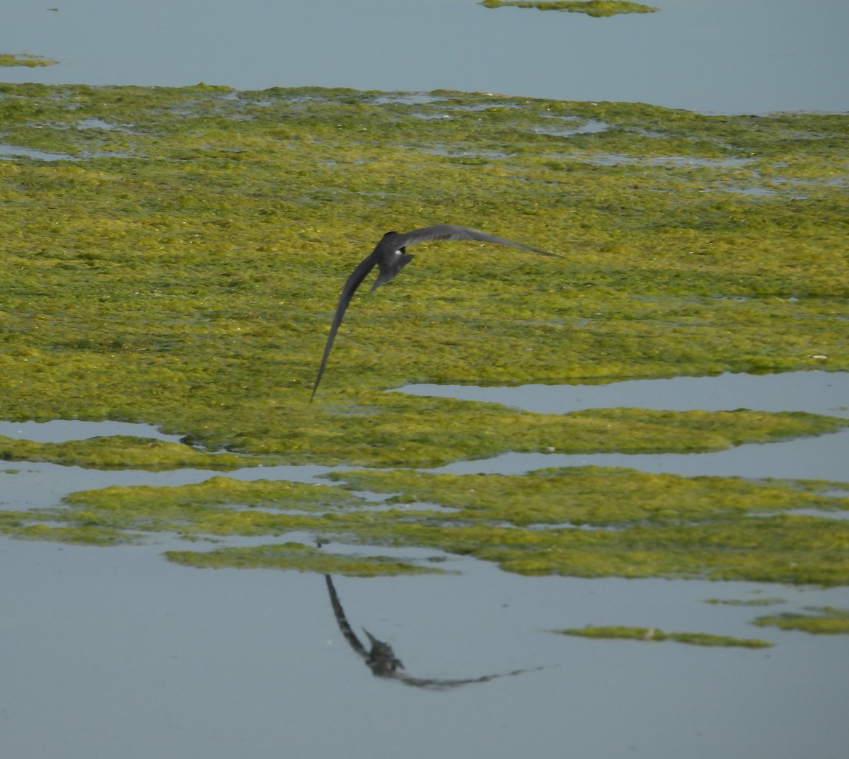 Black Tern - ML620304146