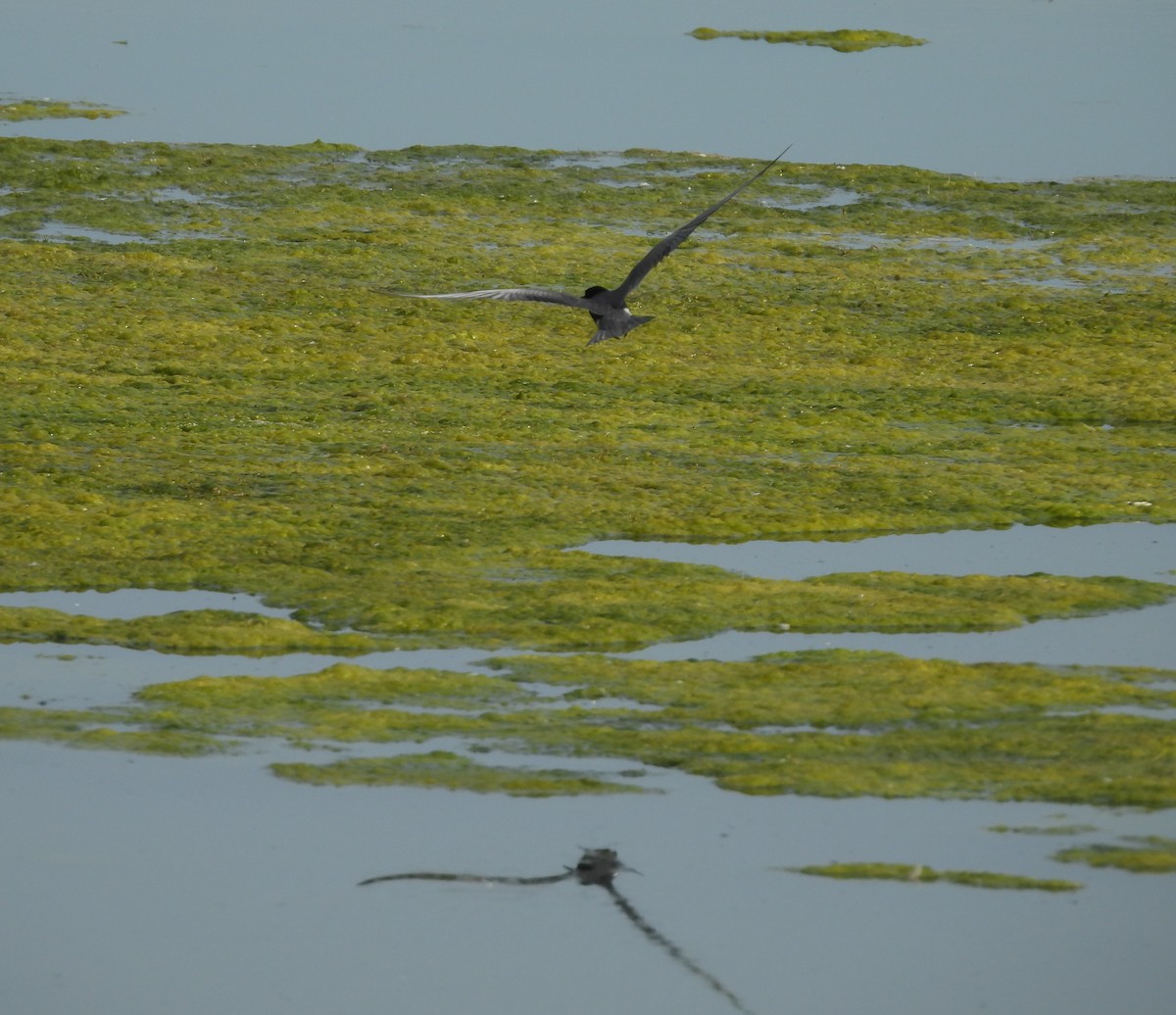 Black Tern - ML620304147