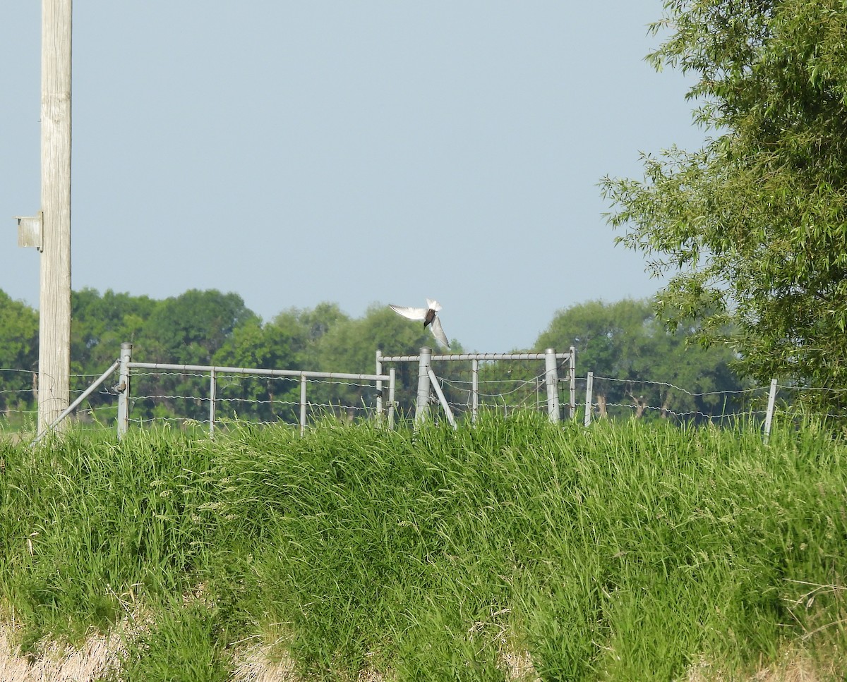 Black Tern - ML620304149