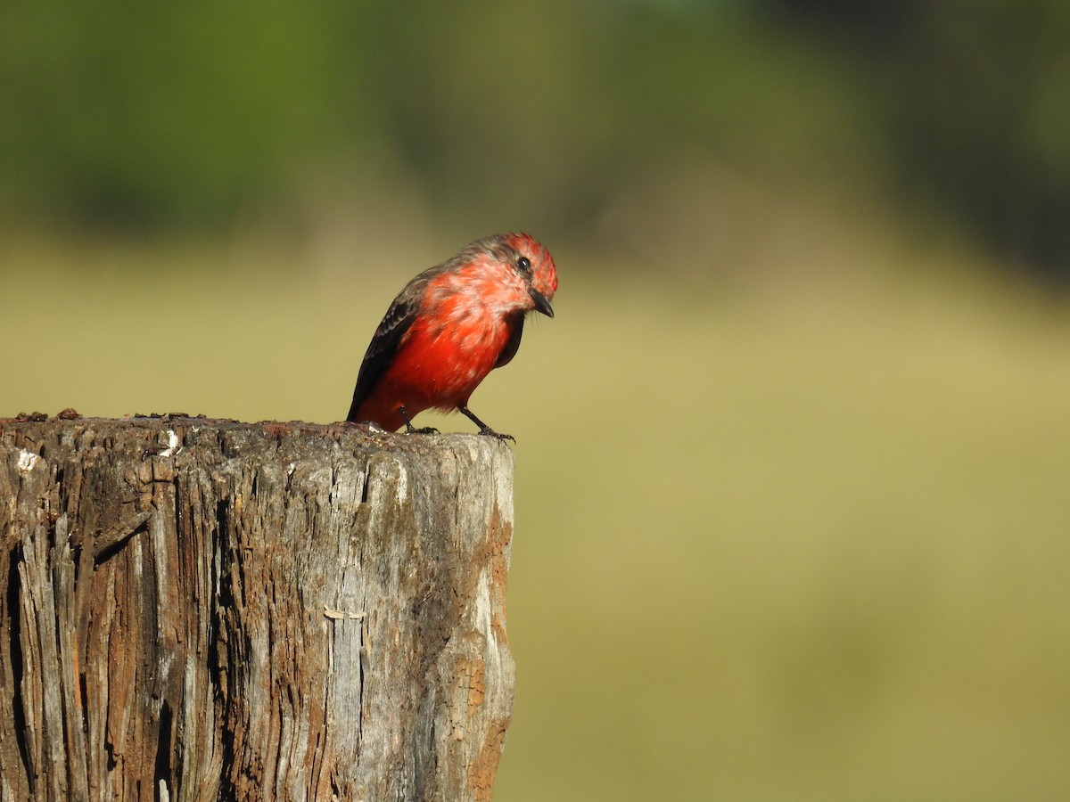 Vermilion Flycatcher - ML620304151