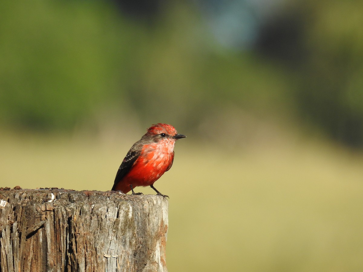 Vermilion Flycatcher - ML620304154