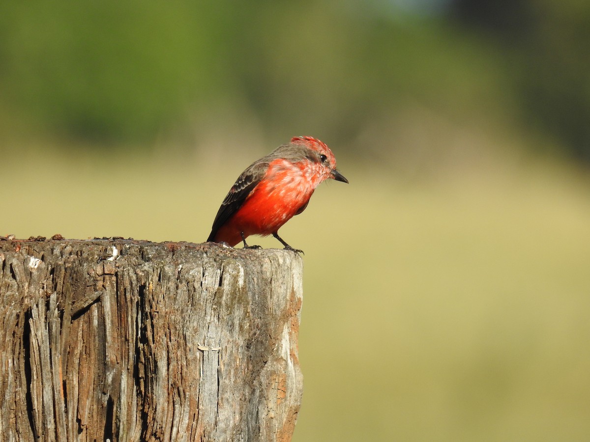 Vermilion Flycatcher - ML620304155