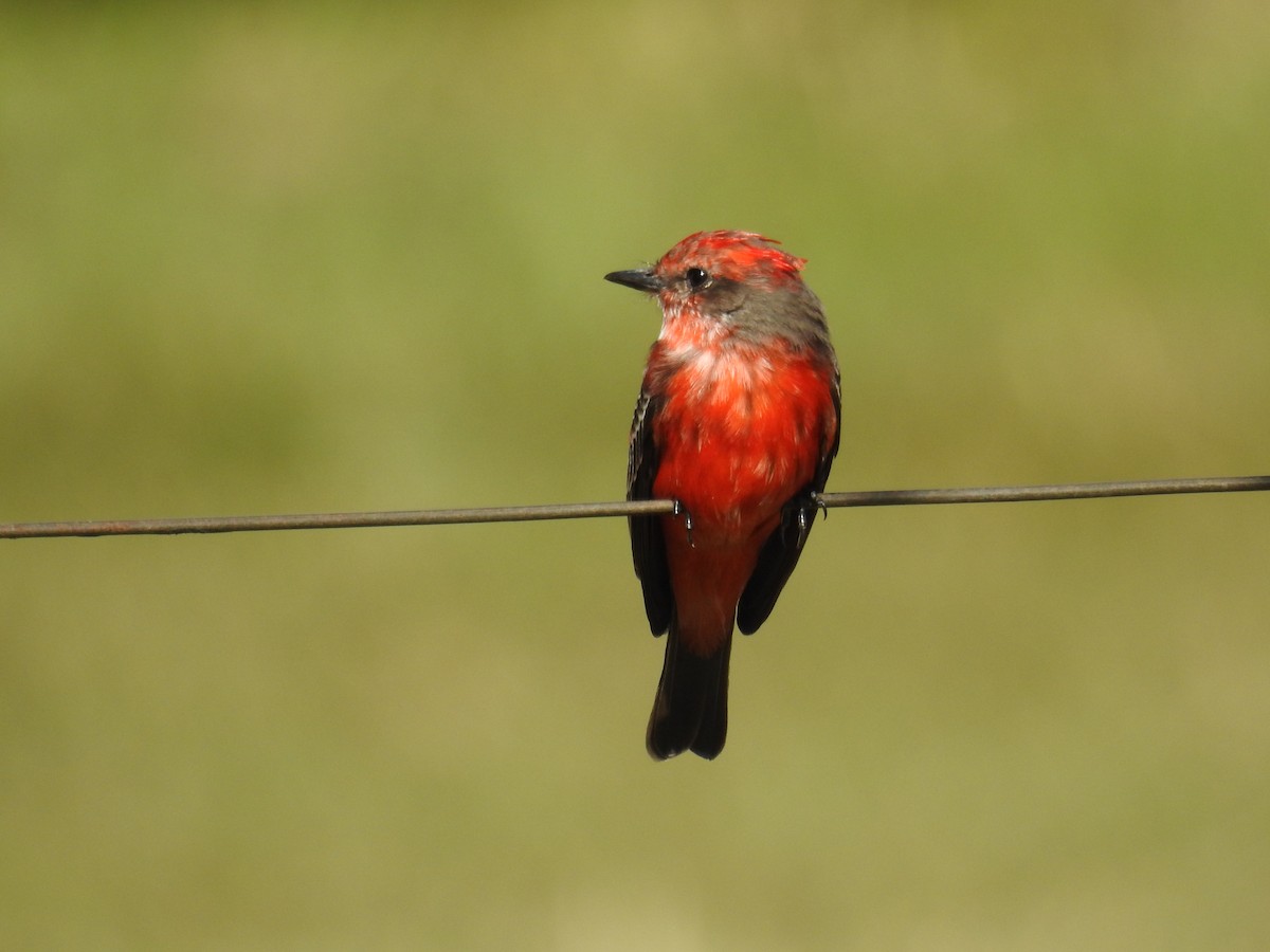 Vermilion Flycatcher - ML620304156