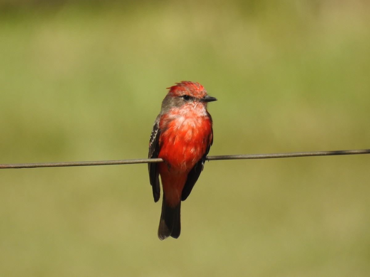 Vermilion Flycatcher - ML620304157