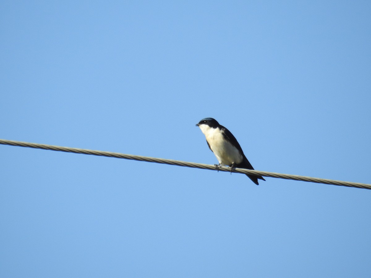 Blue-and-white Swallow - ML620304167