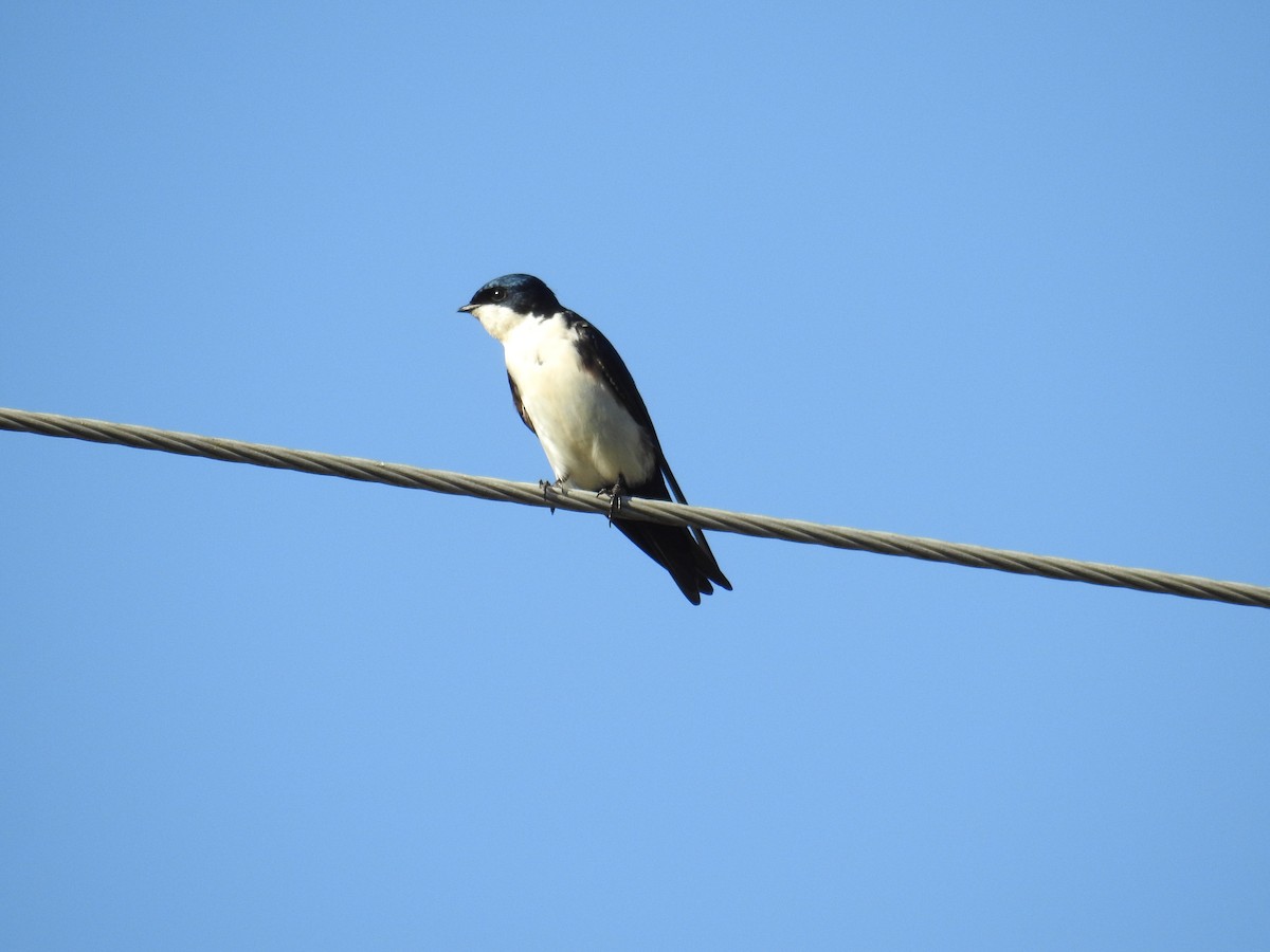 Blue-and-white Swallow - ML620304168