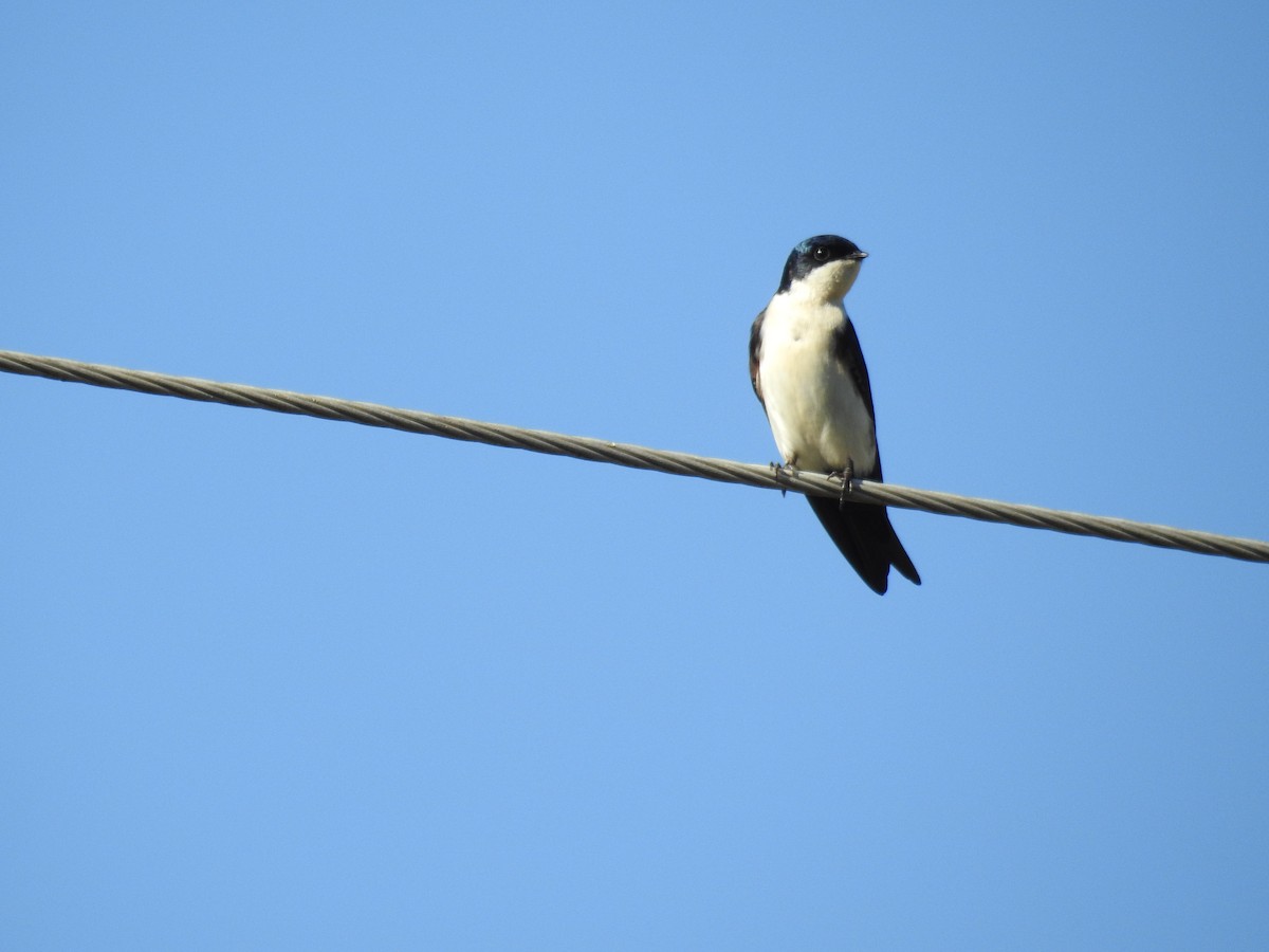 Blue-and-white Swallow - ML620304169