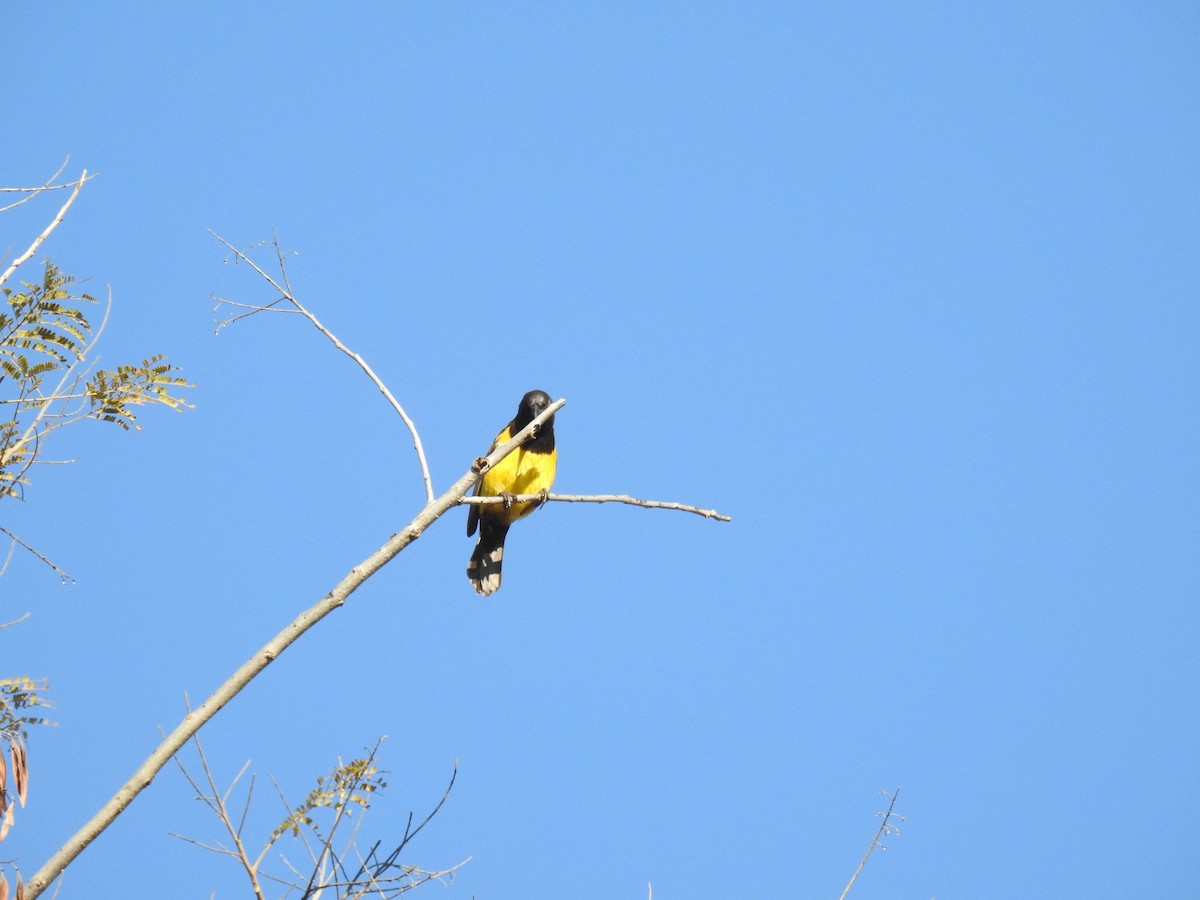 Yellow-rumped Marshbird - ML620304174