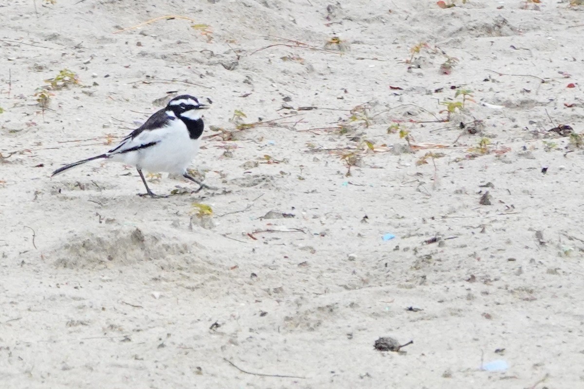 African Pied Wagtail - ML620304180