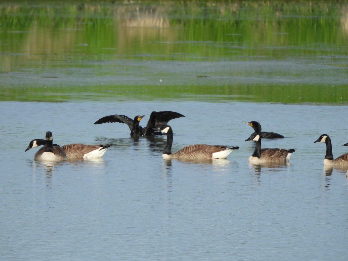 Double-crested Cormorant - ML620304184