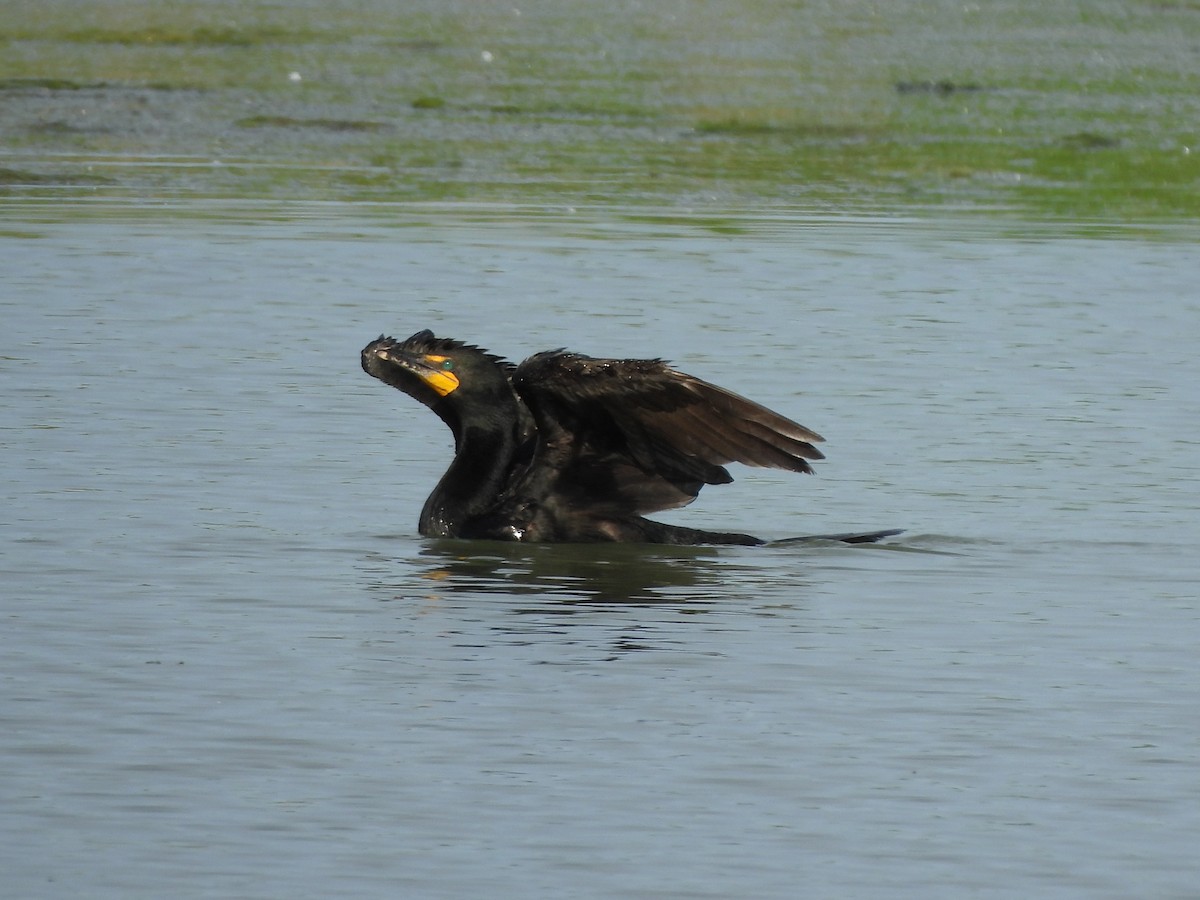 Double-crested Cormorant - ML620304188