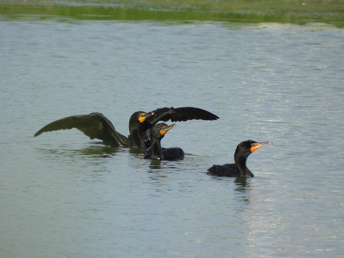 Double-crested Cormorant - ML620304195