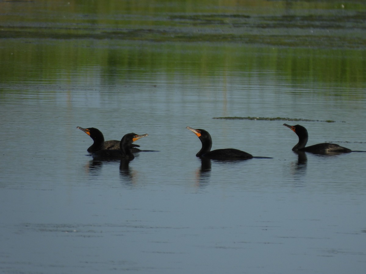 Double-crested Cormorant - ML620304197