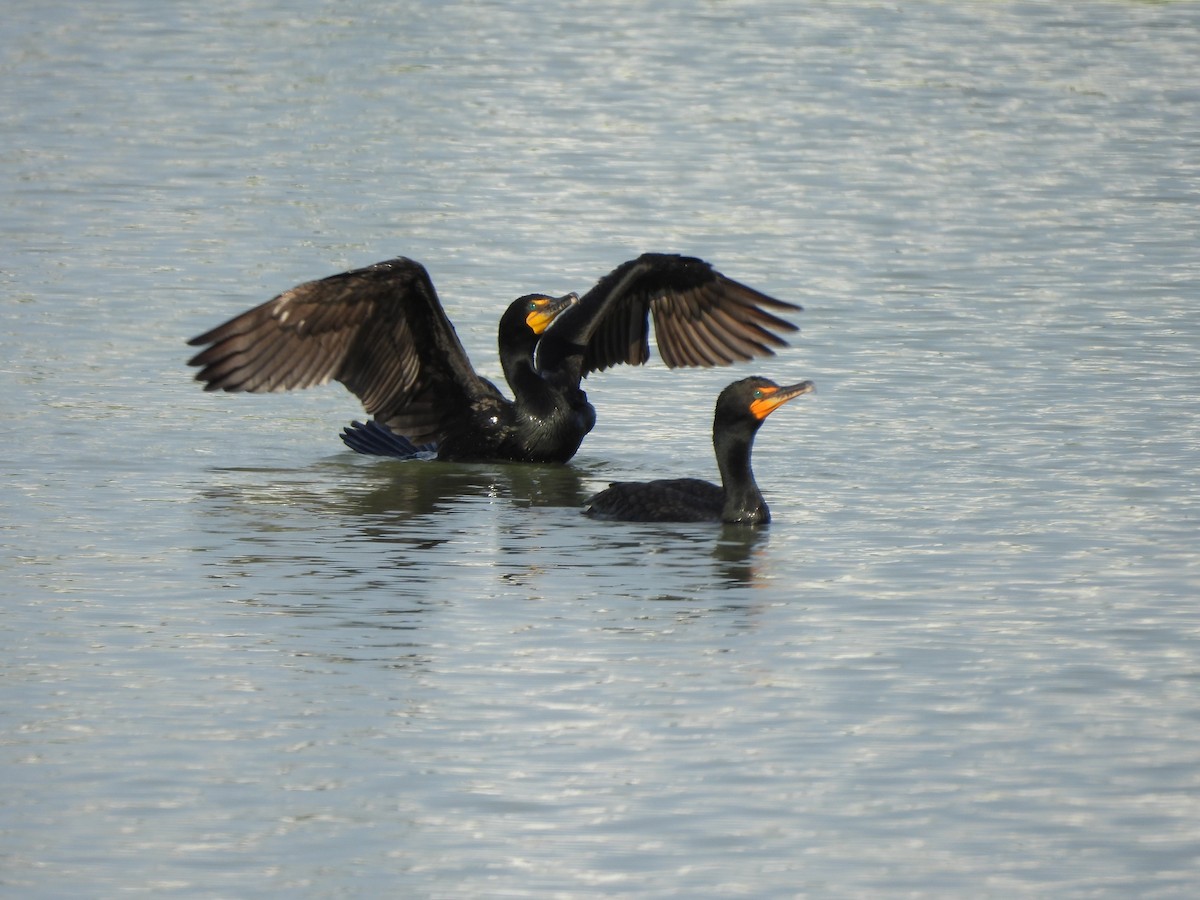 Double-crested Cormorant - ML620304199