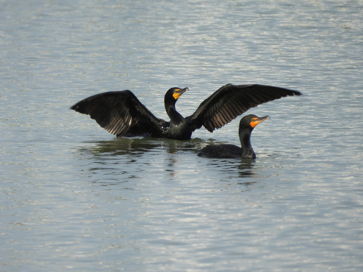 Double-crested Cormorant - ML620304200