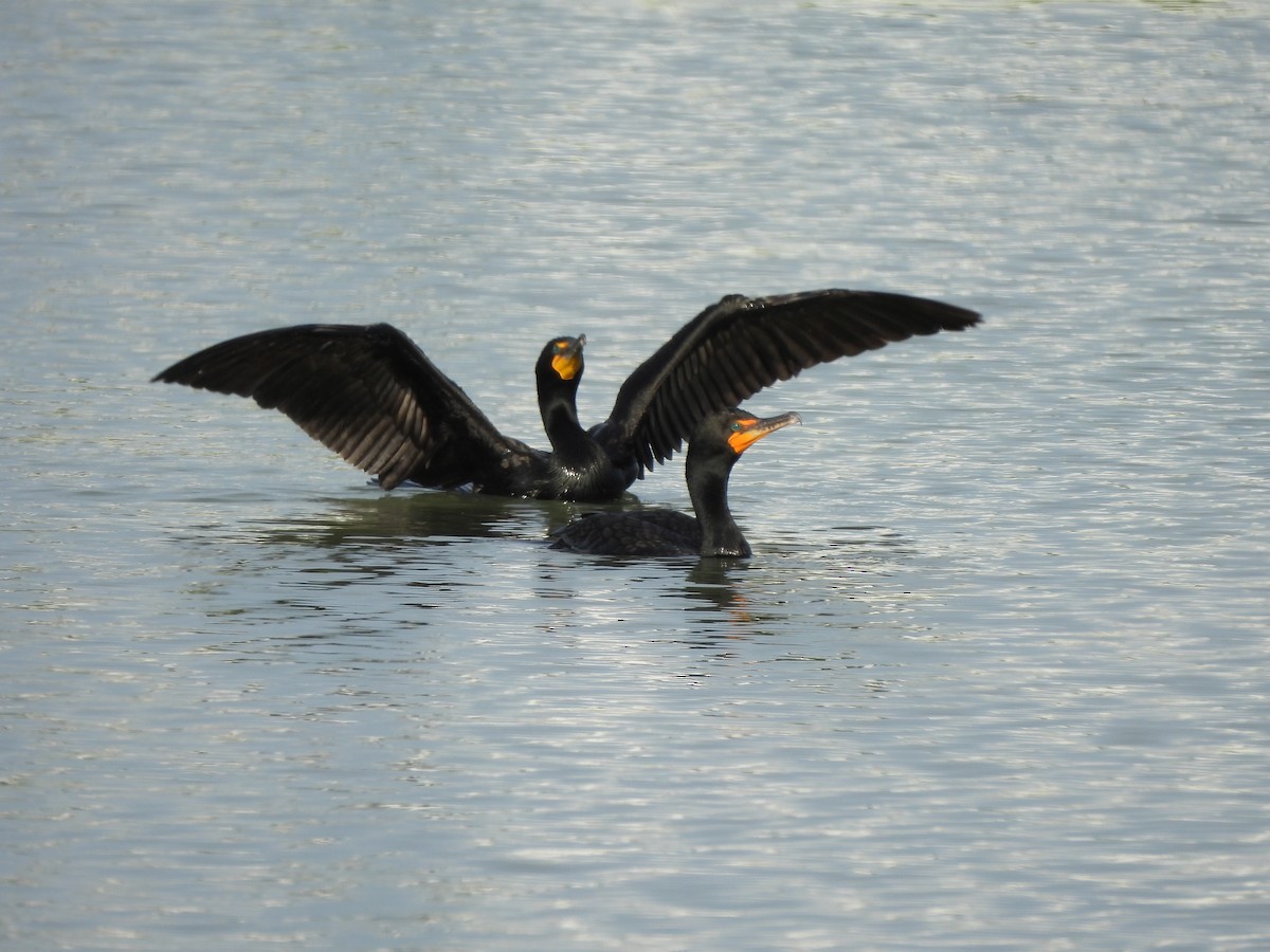 Double-crested Cormorant - ML620304201